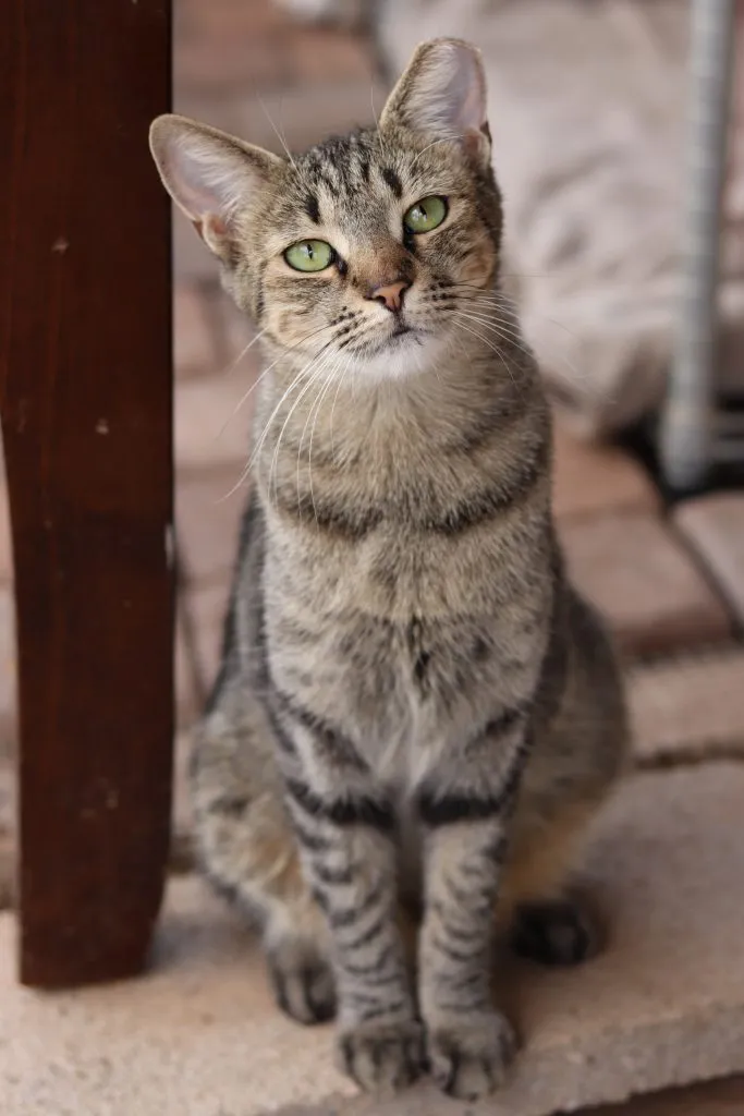 Calypso