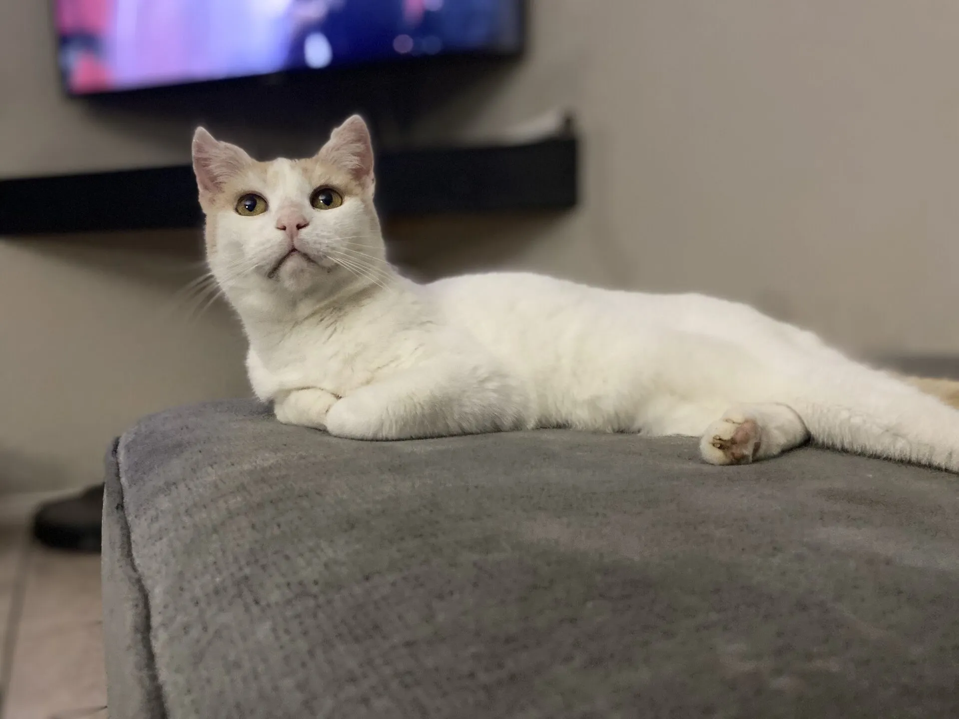 Chester