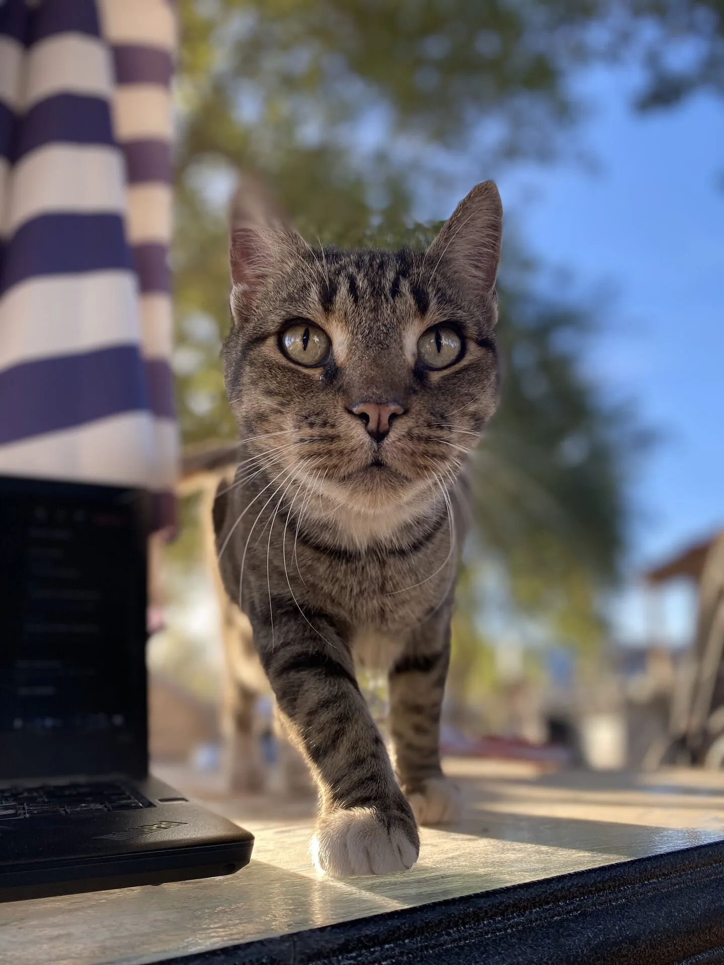 Ed