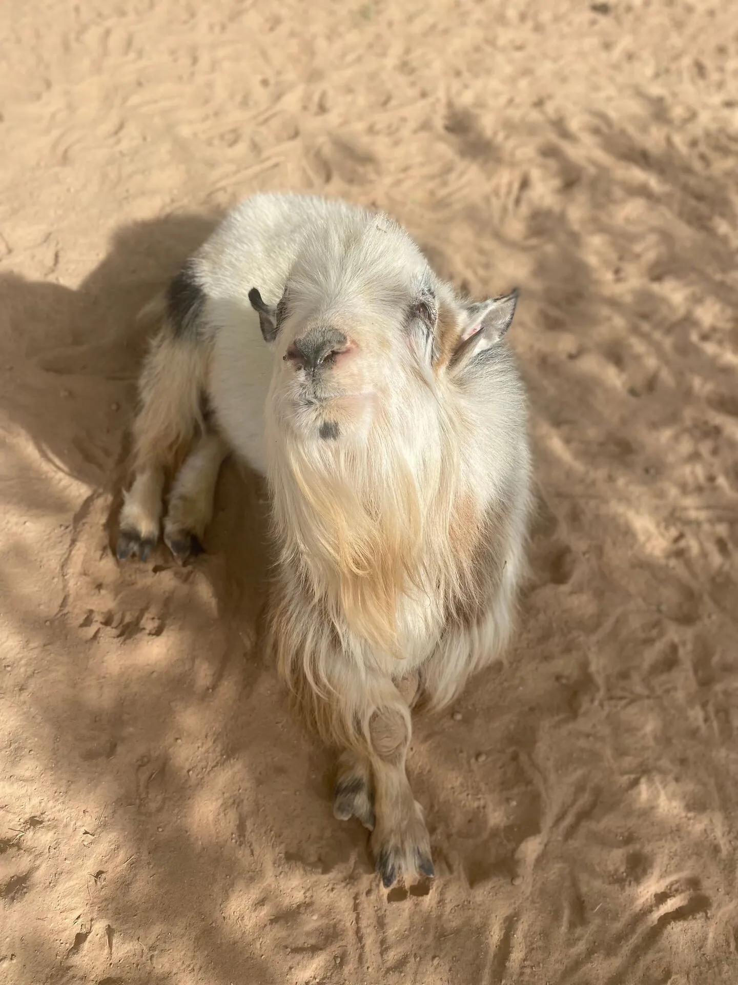 Gimli the Goat