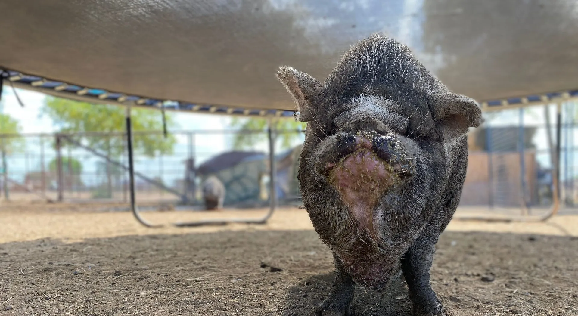 Helga the Pig