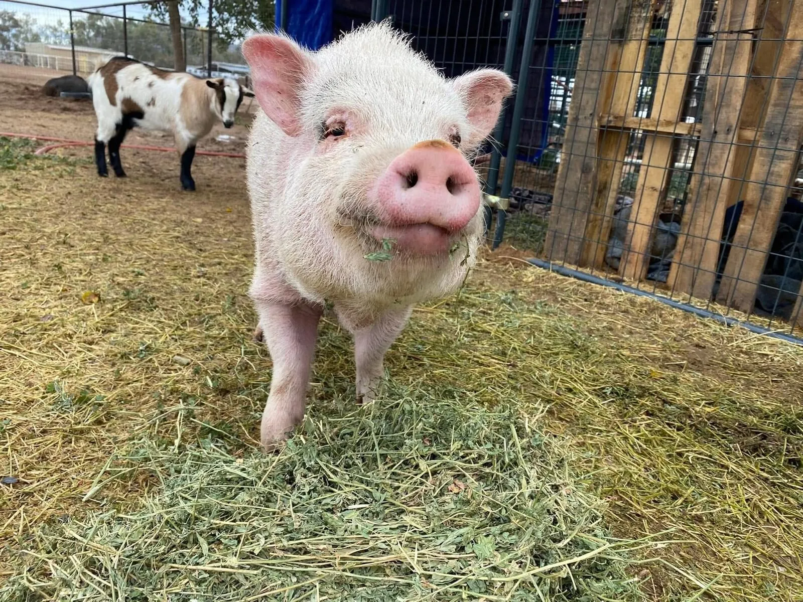 Kevin Bacon