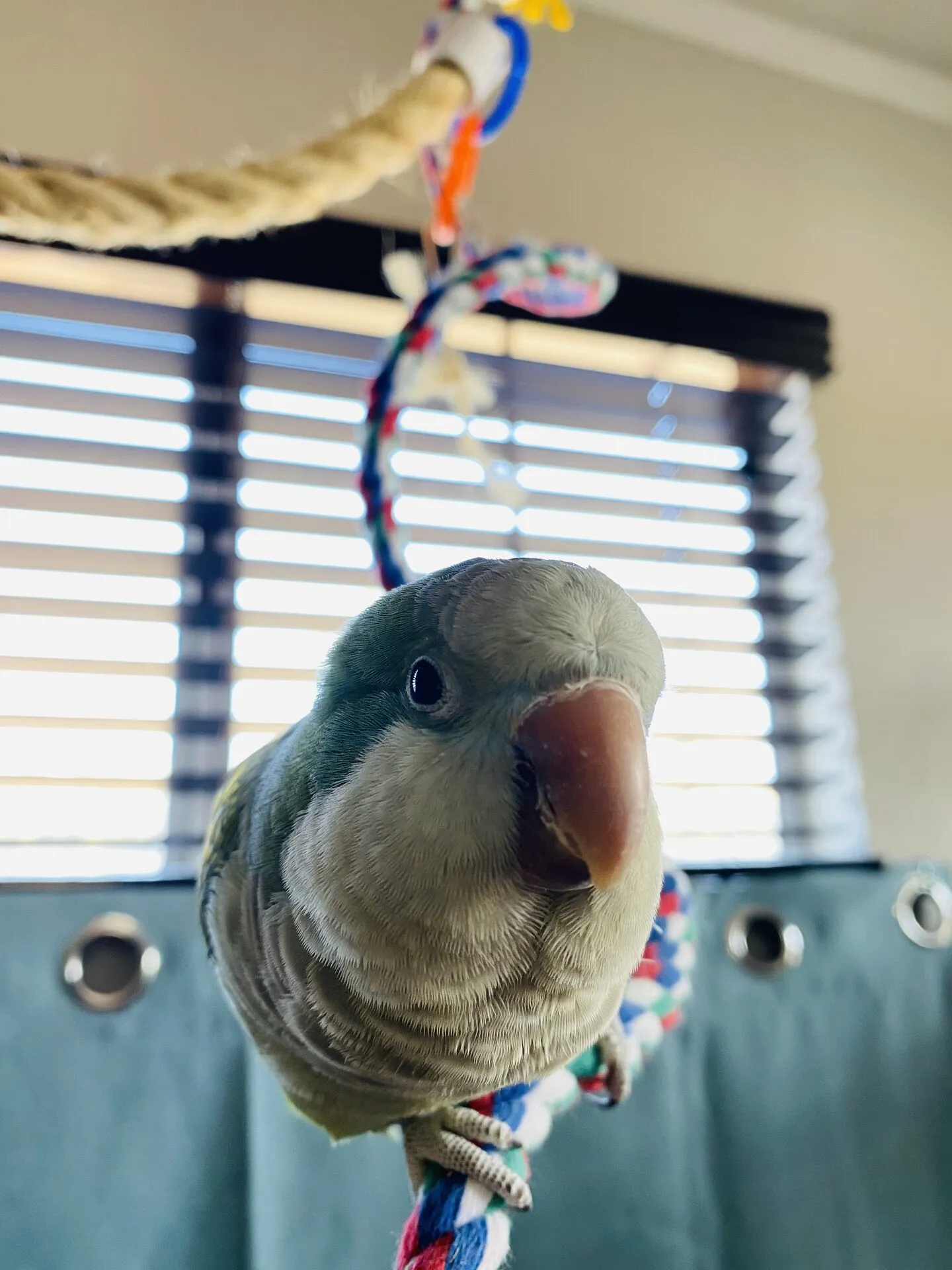 Kuzco