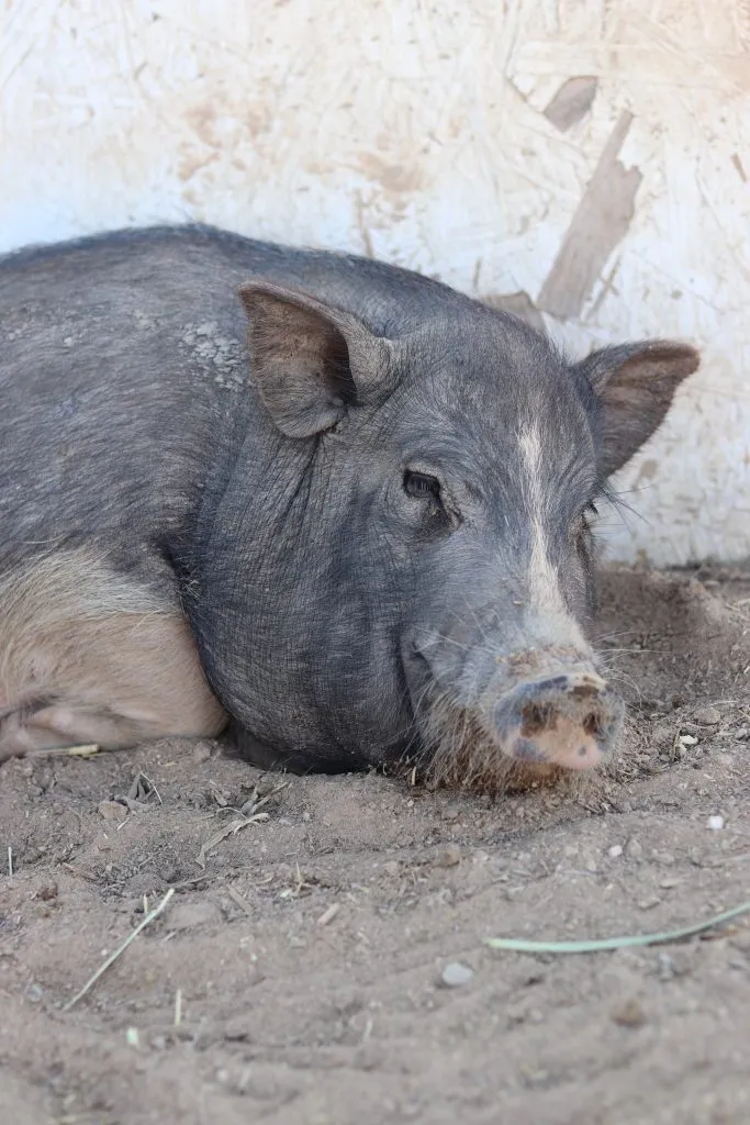 Mama Pig