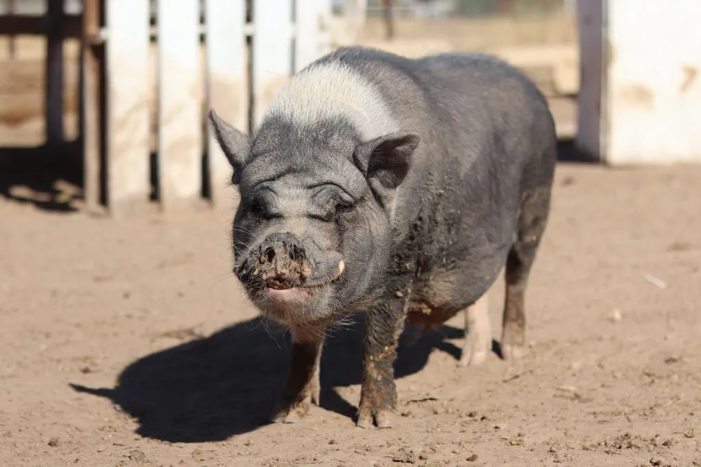 Papa Pig
