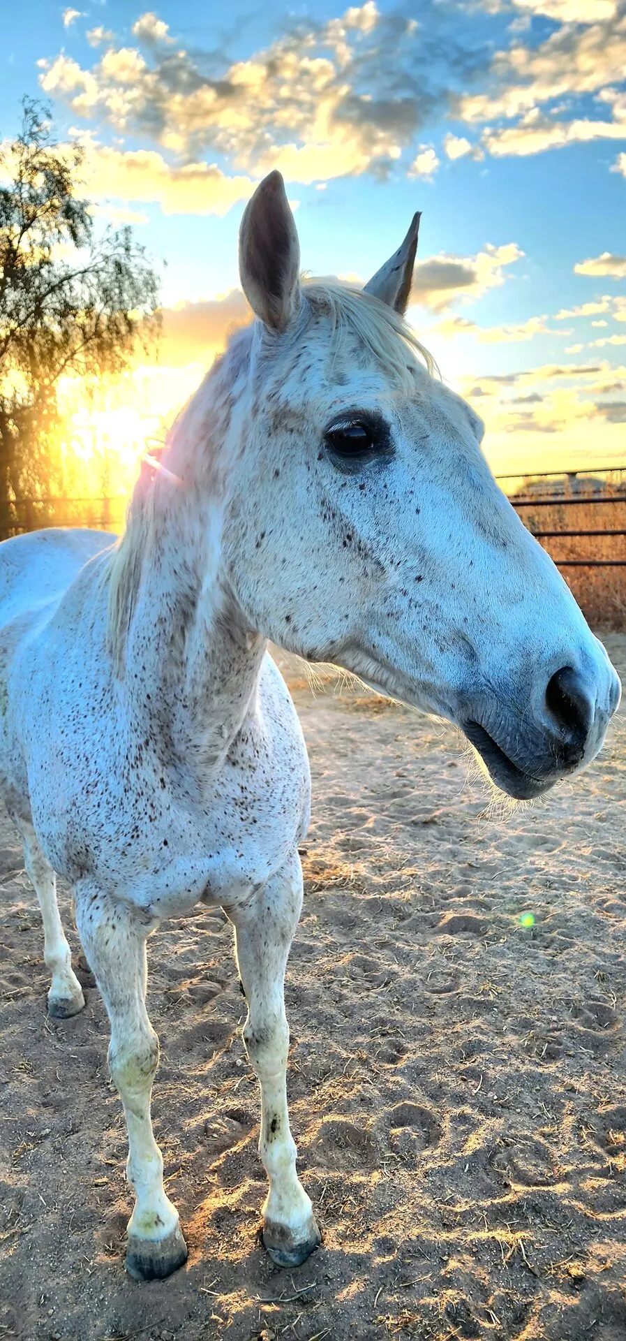 Sadie
