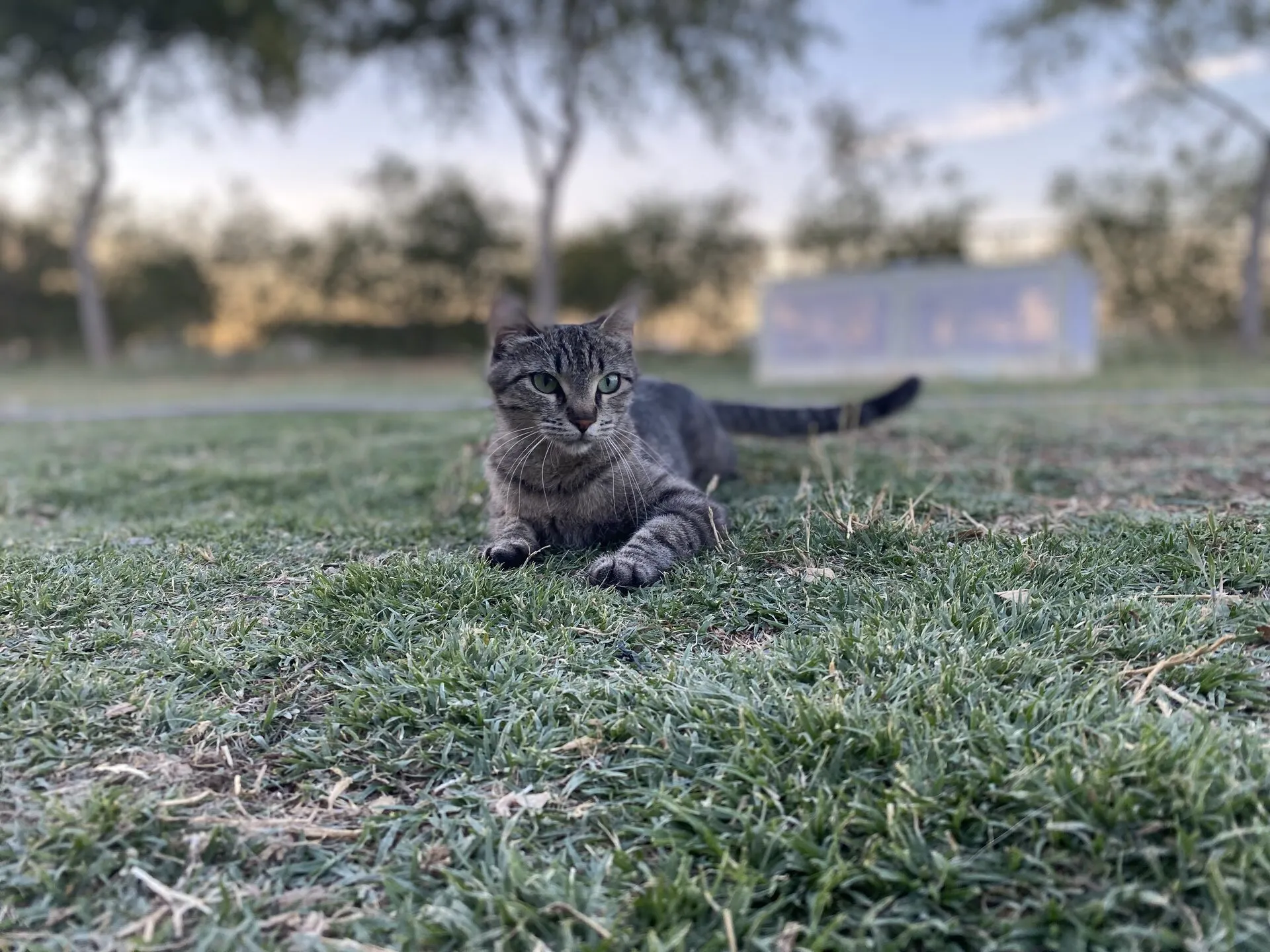 Sara