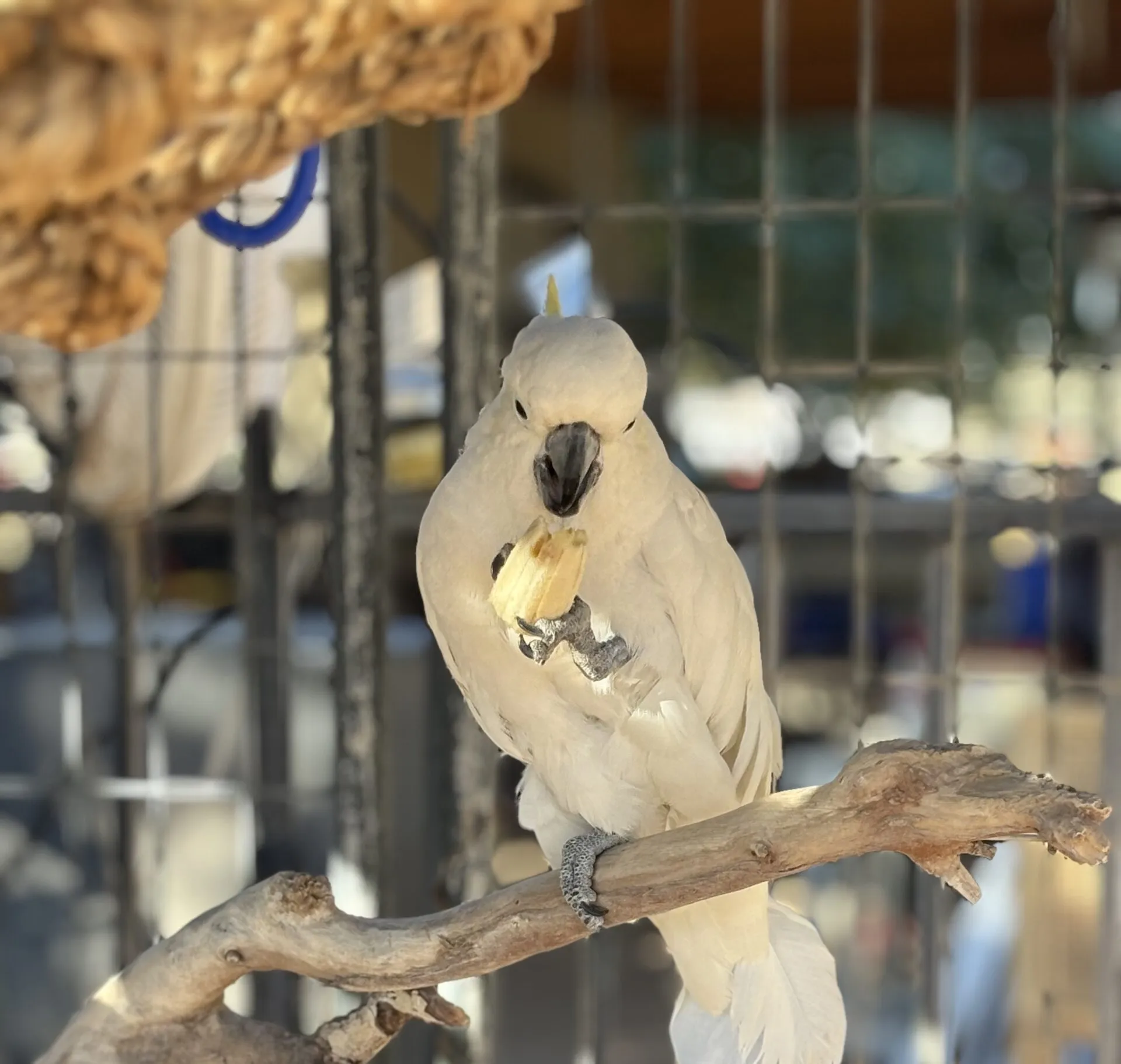 Tilku