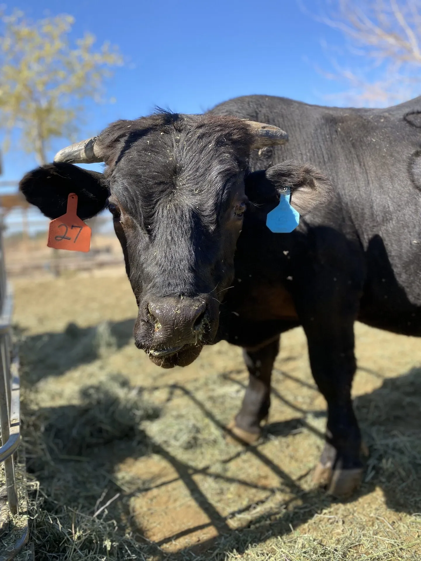 Toro