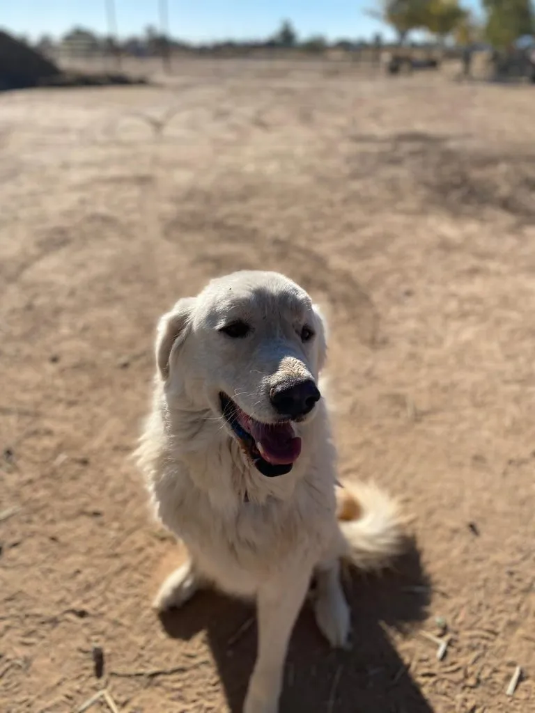 Winston the Dog